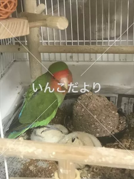 コメントの画像