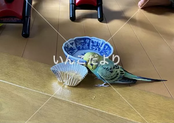 コメントの画像