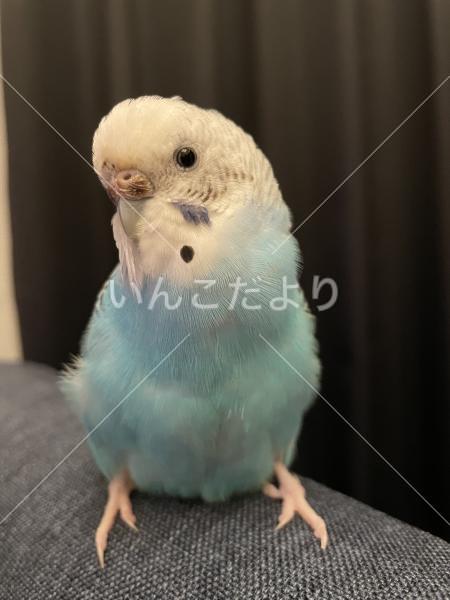 コメントの画像