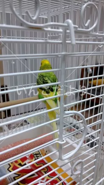 コメントの画像