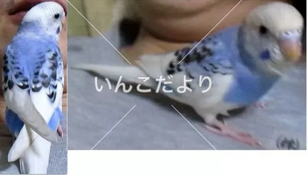 コメントの画像