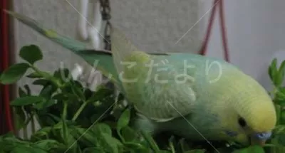 コメントの画像