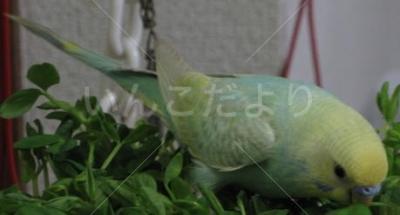 コメントの画像