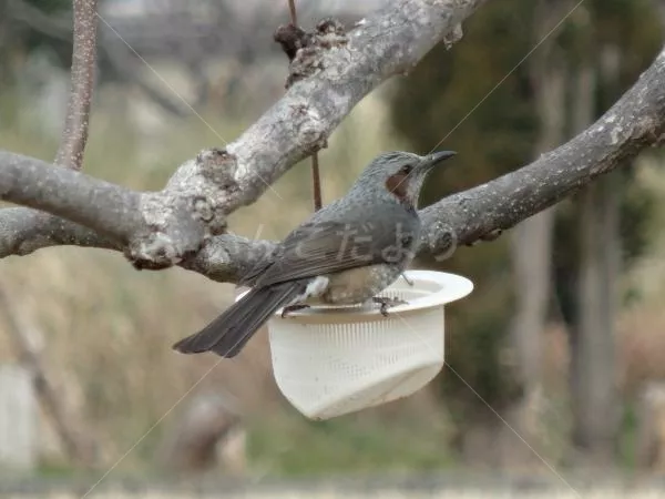 コメントの画像