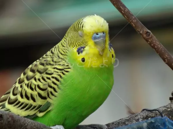 コメントの画像