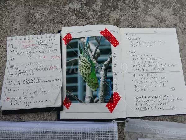 コメントの画像