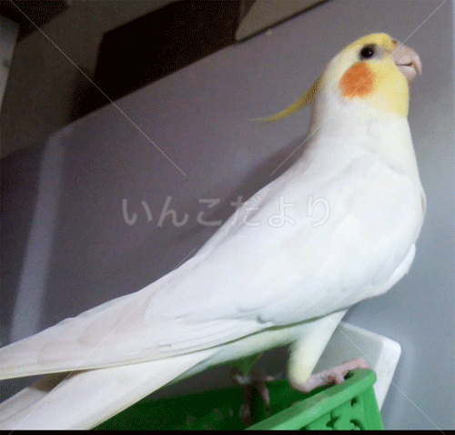 コメントの画像