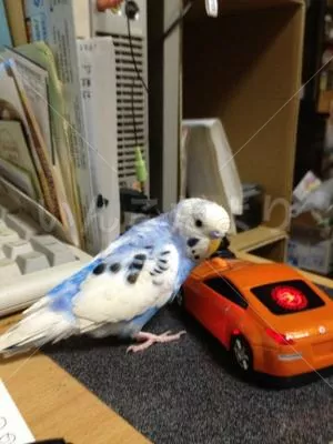 コメントの画像