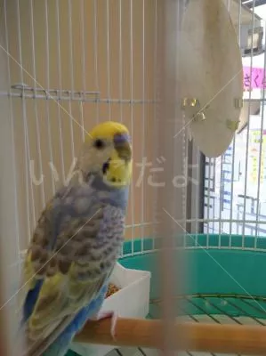 コメントの画像