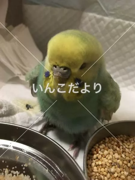 コメントの画像