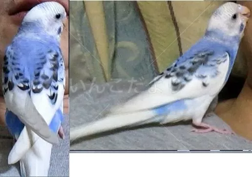 コメントの画像