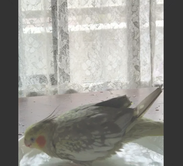 コメントの画像