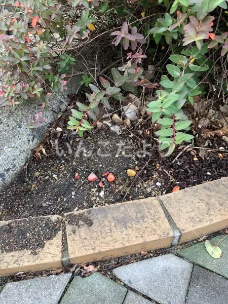 コメントの画像