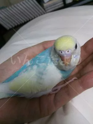 コメントの画像