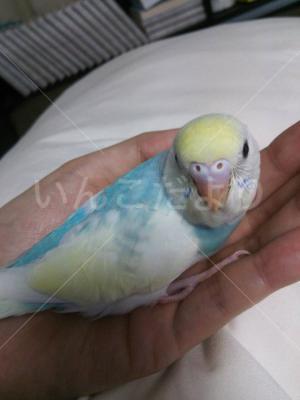 コメントの画像