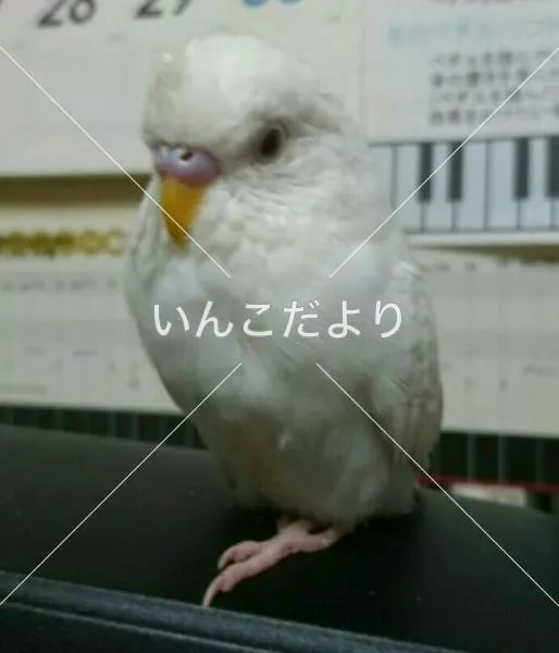 コメントの画像