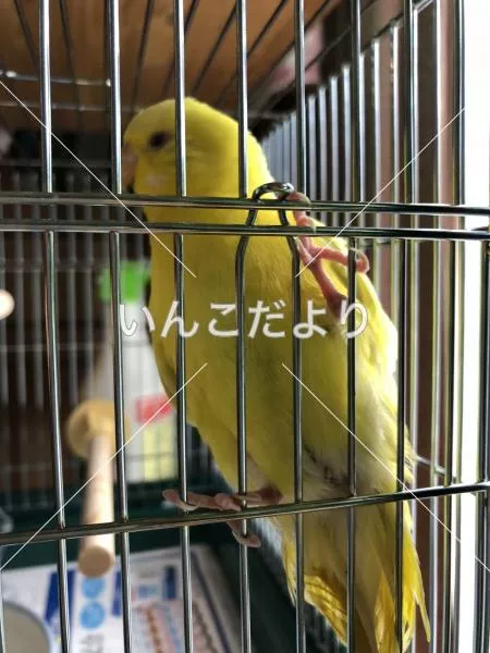 コメントの画像