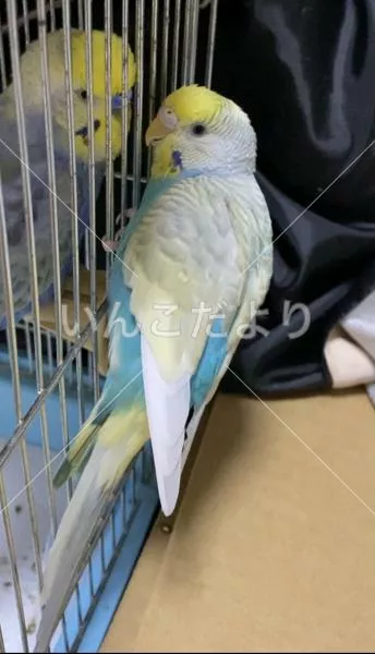 コメントの画像