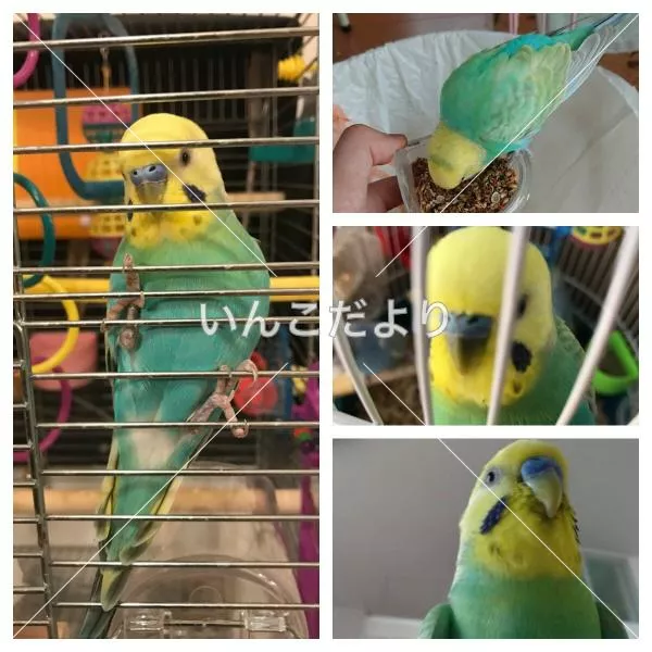 コメントの画像