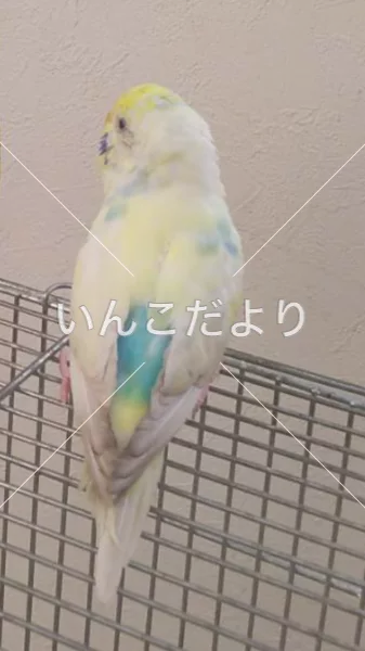 コメントの画像