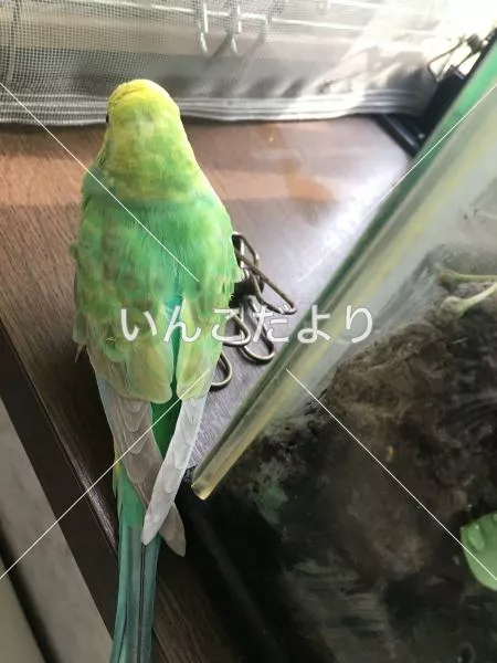 コメントの画像