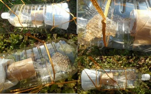 コメントの画像