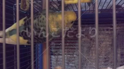 コメントの画像