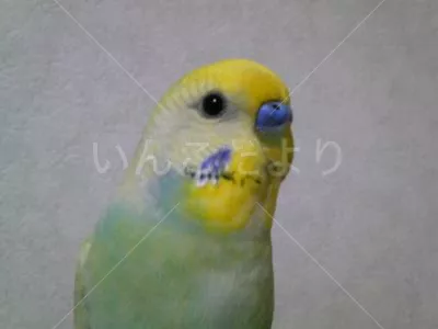 コメントの画像