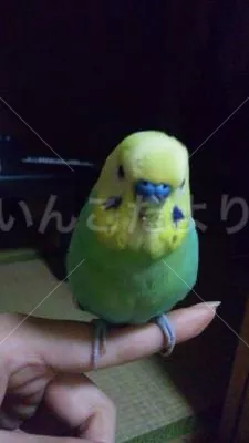 コメントの画像