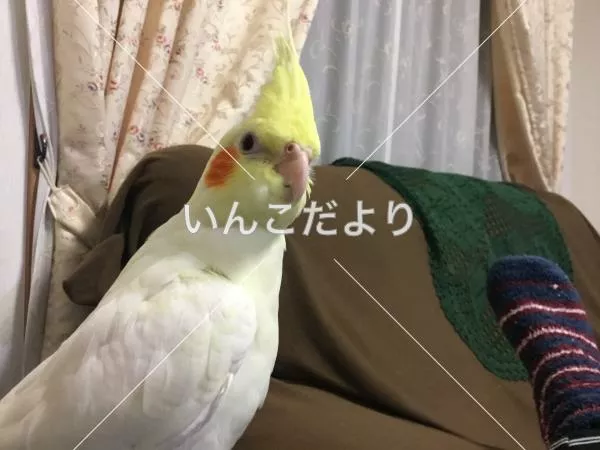 コメントの画像