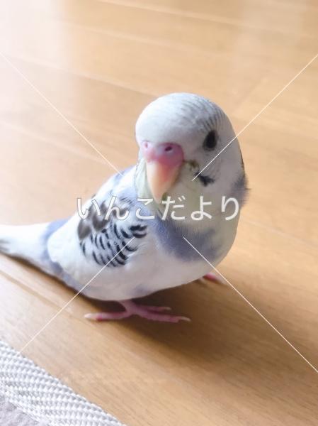 コメントの画像