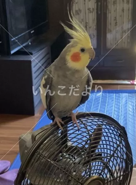 コメントの画像