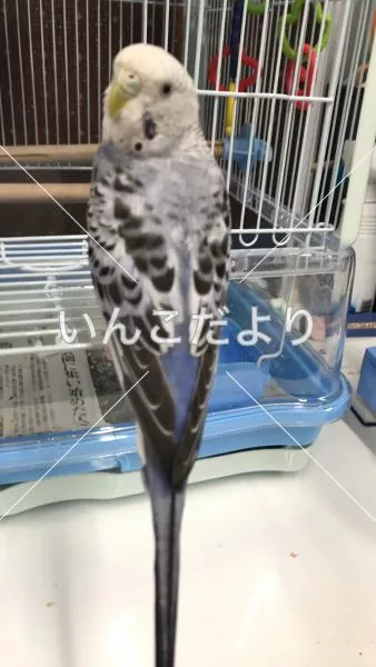 コメントの画像