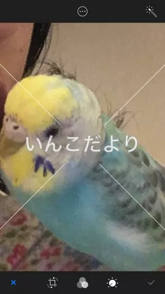 コメントの画像