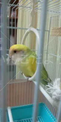 コメントの画像