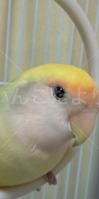 コメントの画像