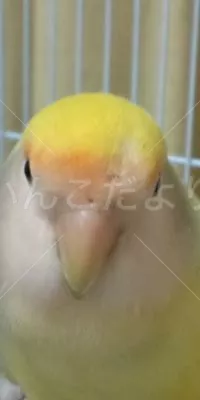 コメントの画像