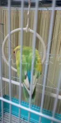 コメントの画像