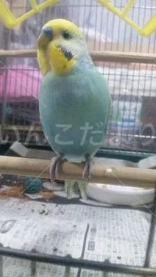 コメントの画像