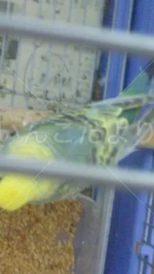 コメントの画像