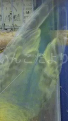 コメントの画像