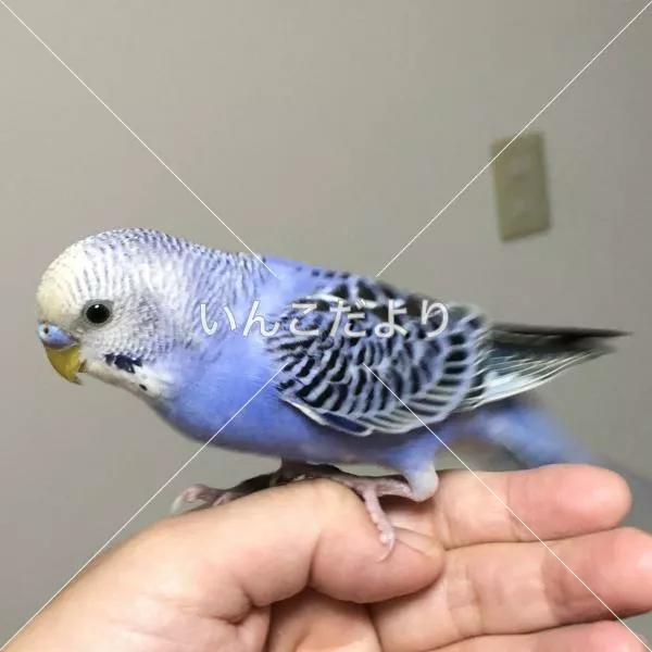 コメントの画像