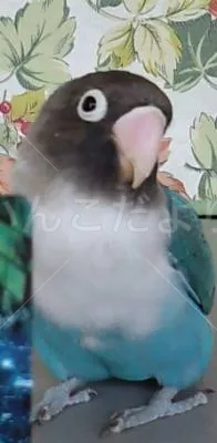 コメントの画像