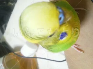 コメントの画像