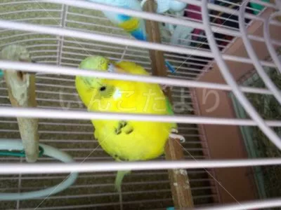 コメントの画像