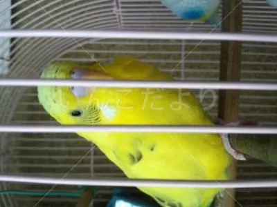 コメントの画像