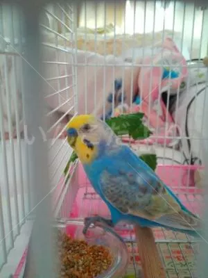 コメントの画像