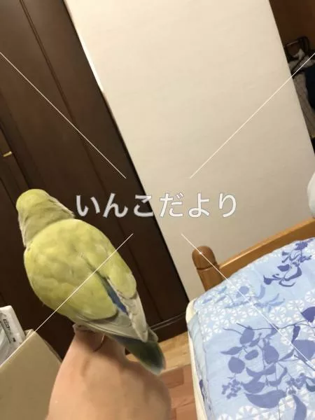 コメントの画像