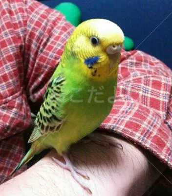 コメントの画像