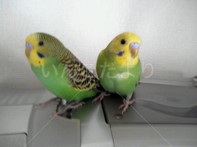 コメントの画像